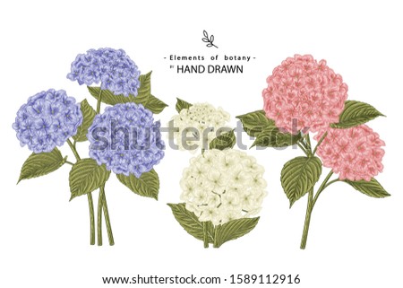 Sketch Floral Botany Collection. Hydrangea flower drawings. Realistic line art on white backgrounds. Hand Drawn Botanical Illustrations. Nature Vector.