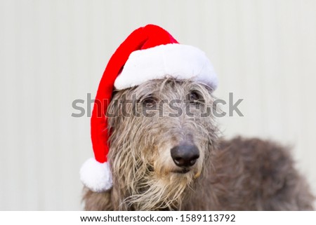 Sir Henry scottish deerhound at christmas time