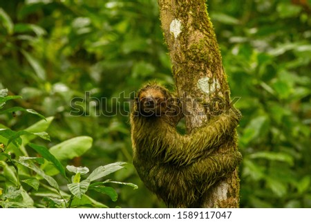 Brown-throated Sloth climbing a tree in Costa Rica