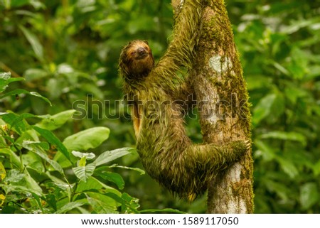 Brown-throated Sloth climbing a tree in Costa Rica