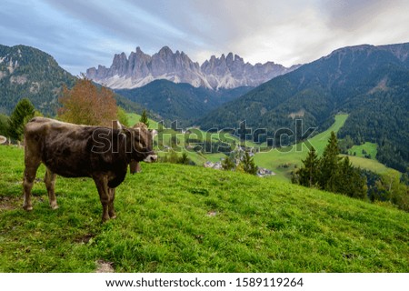 The Odle mountain peaks and the church of Santa Maddalena are the symbols of the Val di Funes.