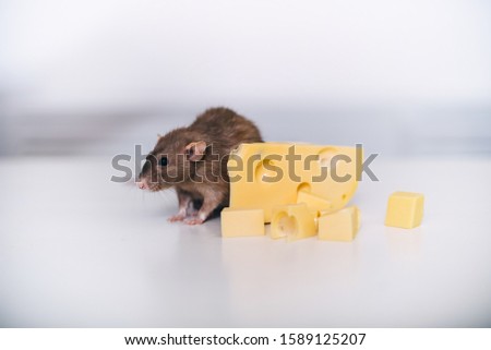 Small mouse eating big peace of yellow cheese on a white background. Grey rat on the table