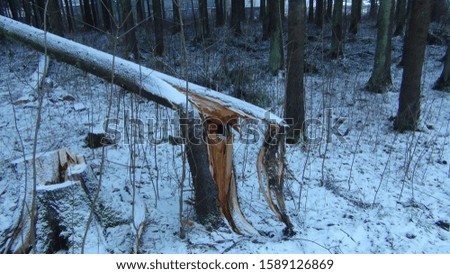 broken tree in the forest in winter time