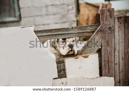 A dog in a Roma settlement looks through a wooden fence