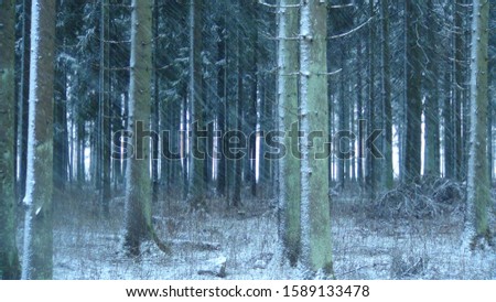 forest in the winter season when a snowstorm sweeps