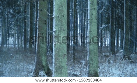forest in the winter season when a snowstorm sweeps