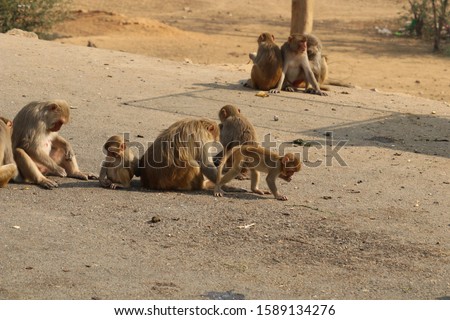 A lot of monkeys are sitting near of the highway Delhi - Jaipur