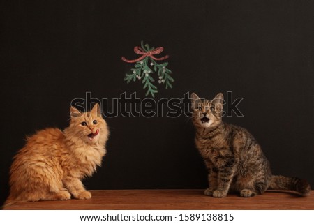 Orange and tabby kitten under a mistletoe christmas