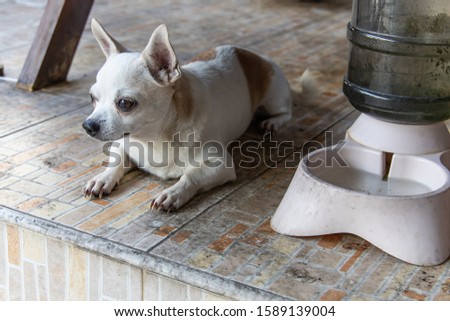 The beautiful pattern dog in home (chihuahua)
