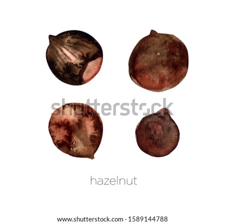 Set of watercolor hazelnut hand painted isolated on a white background.Nuts ideal for packaging, cosmetics, logo, advertising.