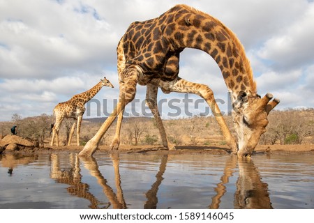 Giraffe drinking from a pool with another in the background
