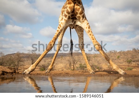 View of the bottom part of a giraffe