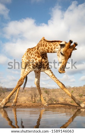 Giraffe pulling its head back up after drinking
