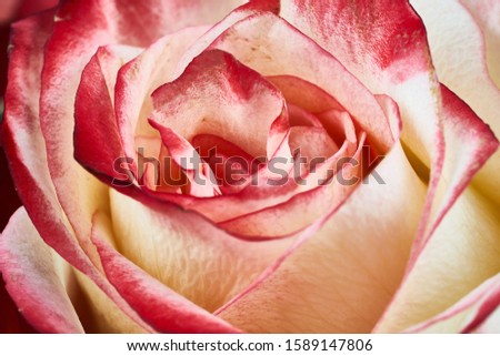 red and white rose macro close up shot. Royalty-Free Stock Photo #1589147806