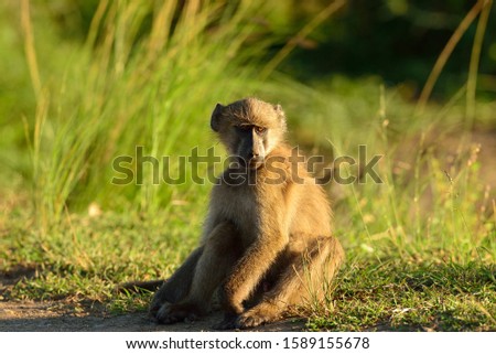 A baboon on the grass covered fields in the African jungles