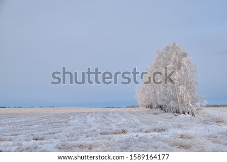 Frosty trees in the winter. Winter nature landscape