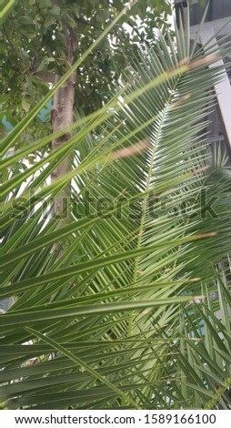 palm leaves on green background