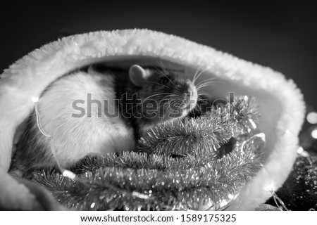 New Year concept. Cute rat in a decor. Symbol of the year 2020. Christmas decoration and santa hat, garland. place for text. pets and little gifs, black and white