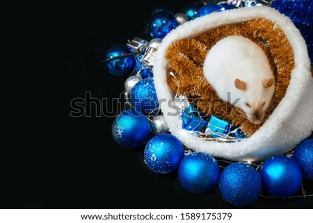 New Year concept. Top view of Cute white rat in a decor. Symbol of the year 2020. Christmas decoration and santa hat, garland. place for text. pets and little gifs, black background, copy space