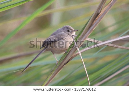 Prinia is a genus of small insectivorous bird