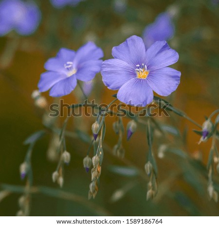 Blue flax flowers on a yellow-green background. Beautiful spring-summer closeup flowers picture.