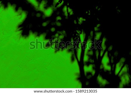 Green cement wall background picture With the black shadow of the tree on the wall