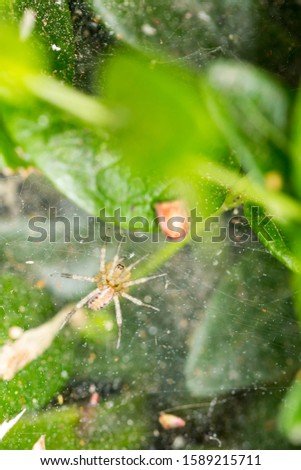 Yellow and black spider on a web inside a green bush