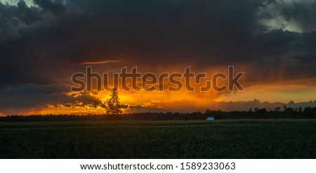 sunset with tree and beautiful sky
