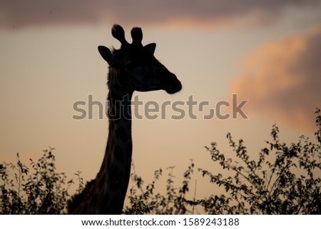 Giraffe silhouette at sunset in Kenya