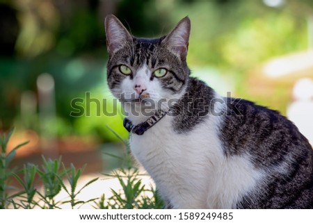 American Wirehair cat.A yellow-eyed tabby strolling among the garden flowers.  Pet lover. Animal life. Cat lover.  Royalty-Free Stock Photo #1589249485