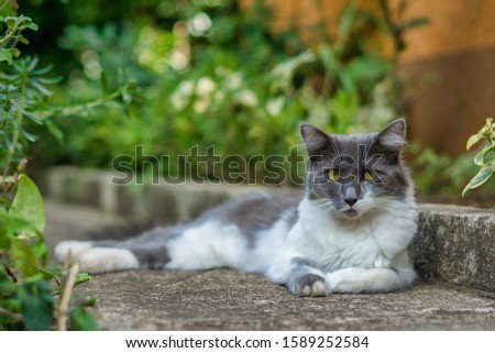 A white and grey Asian semi-longhair fluffy cat laying on the ground with a blurred background