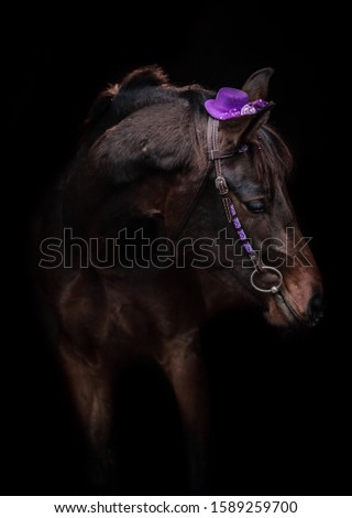 Young horse in a hat on a black background