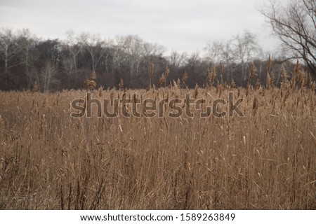 Tall grass on the lake with forest on background in Ukraine