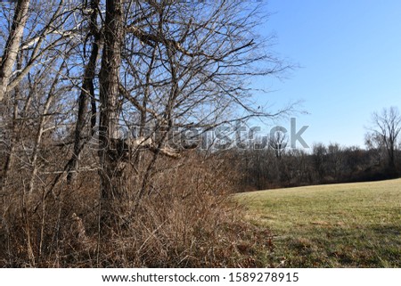 Dry trees in a forested area in Kansas City, Missouri. Picture taken on a cold day in December.