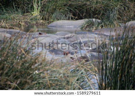 Common Hippopotamus bathing in a muddy oasis; keeping cool during the day in the dry season on the African Savannah - Ngorongoro Conservation Area, Tanzania.