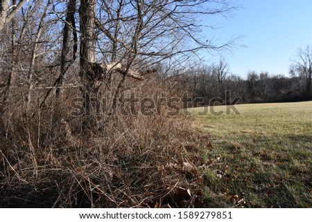 Dry trees in a forested area in Kansas City, Missouri. Picture taken on a cold day in December.