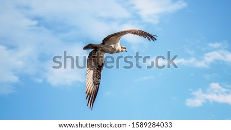 An Osprey Bird Pandion haliaetus in Flight Hunting with its Wings Spread Wide, the best photo.