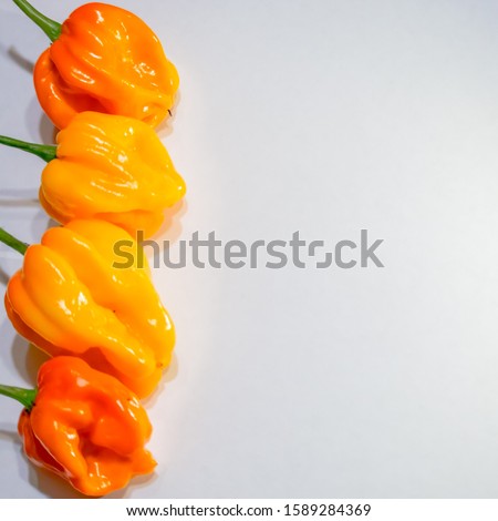 Yellow habanero chilis on white background real photo. Square composition design with space for text. Capsicum annuum is an ingredient of spicy food recipes, weight loss and calories burning diets