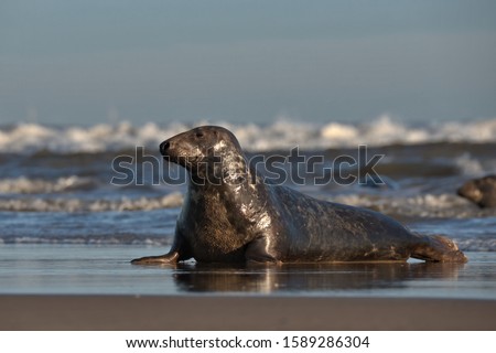 Halichoerus grypus , Grey seal at the sea edge.