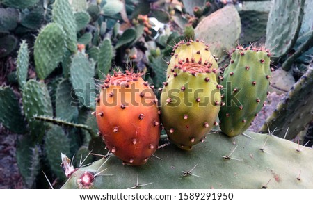 Close up on a green prickly pears leaf (Opuntia ficus indica) also known as Barbary fig, a species of cactus whose fruit have succulent honey like flesh inside. Royalty-Free Stock Photo #1589291950