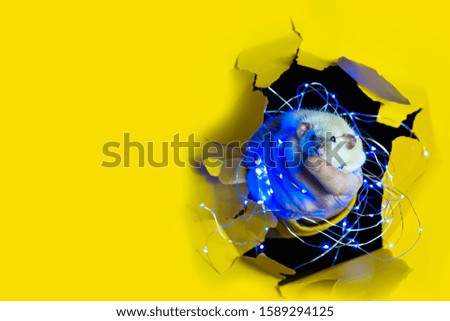 A cute funny rat in a Christmas garland looks out of a hole in yellow paper. Advertising space