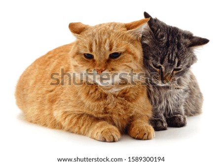 Gray and red cat isolated on a white background.