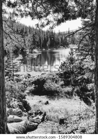 Hiking lake in California looking through trees eiffel