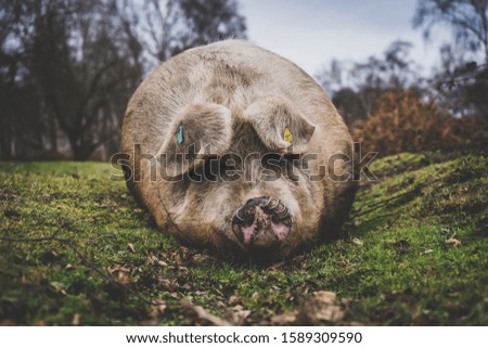 A Pig laying down in the grass.