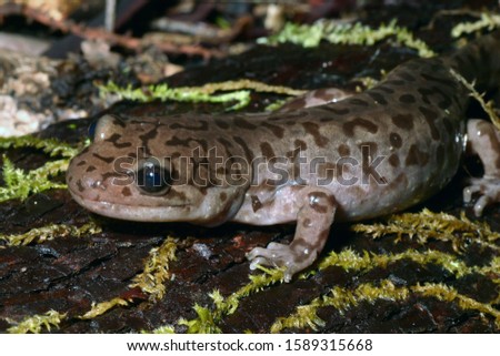 A Coastal Giant Salamander (Dicamptodon tenebrosus) sitting on a mossy log. 