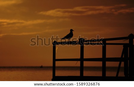 

A Seagull bird stands on a white fence against the sea at sunset