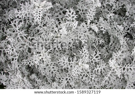 Grey white silver decorative grass Cineraria maritima texture background