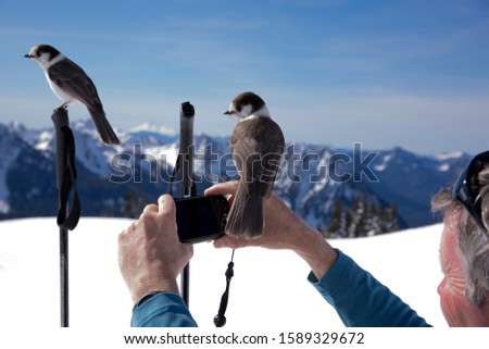 ASHFORD, WA - MARCH 15, 2019: Camp Robbers (also known as Stellar's jays) land on a showshoer's hands as he takes a picture at Mt. Rainier National Park in Washington state