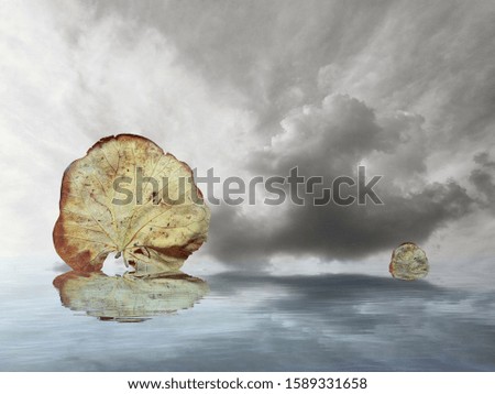 autumn leaves in sea reflection with stormy clouds 