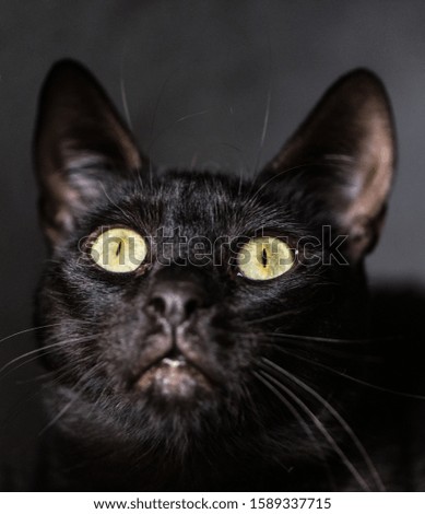 Cute black cat close-up face picture on dark background

